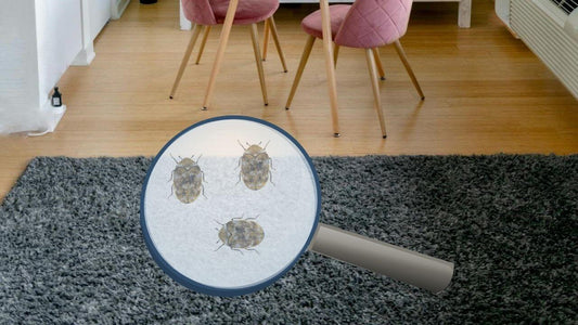 get rid of carpet beetles